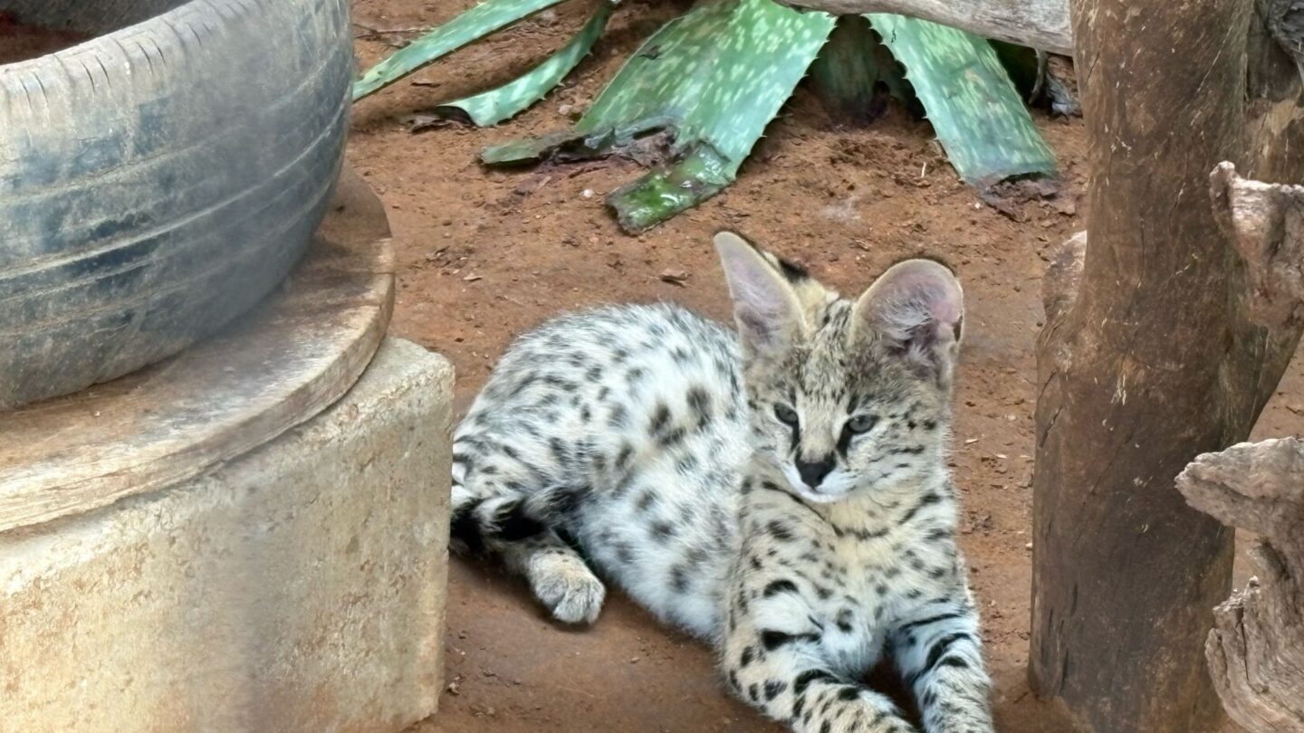 Dcdc97fa 3279 427a 8c39 9d674419c858